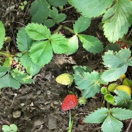 Arep Alquiler Integro 6 Les Planes Dom wakacyjny Les Planes d'Hostoles